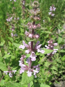 Stachys pilosa